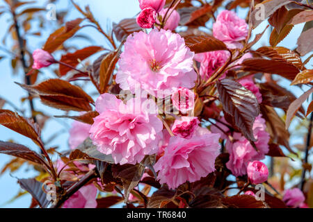 Oriental ciliegio (Prunus serrulata 'Royal' di Borgogna, Prunus serrulata Royal Borgogna), fiori di cultivar Royal Borgogna, Germania, Sassonia Foto Stock