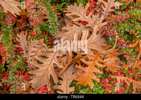 Rovere ungherese, italiano quercia (Quercus frainetto, Quercus conferta, Quercus pannonica), foglie di autunno sul terreno, Germania, Sassonia-Anhalt Foto Stock