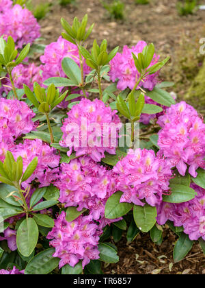 Rhododendron Catawba Catawba, Rose Bay (Rhododendron 'Rosa viola sogno", rododendro rosa sogno viola, Rhododendron catawbiense), fioritura, cultivar rosa sogno viola Foto Stock