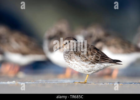 Purple sandpiper (Calidris maritima), sulla spiaggia, vista laterale, Germania Foto Stock