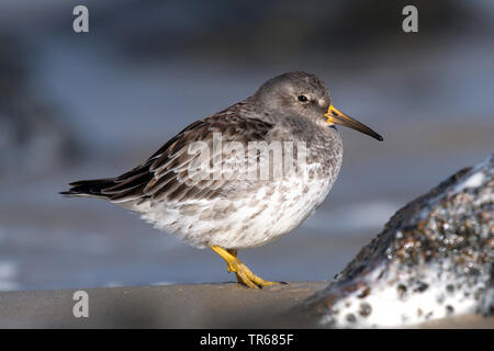 Purple sandpiper (Calidris maritima), passeggiate sulla spiaggia, vista laterale, Germania Foto Stock