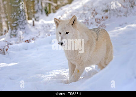 Arctic Wolf, tundra lupo (Canis lupus albus, Canis lupus arctos), stando in piedi in un inverno nevoso legno, Canada Foto Stock