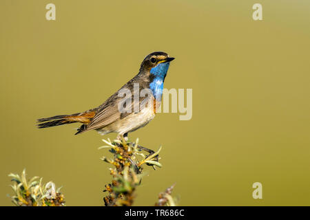 Pettazzurro (Luscinia svecica, Cyanosylvia svecia), maschile seduto su la fine di un ramo, vista laterale, Germania Foto Stock