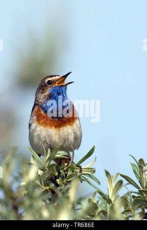 Pettazzurro (Luscinia svecica, Cyanosylvia svecia), maschile seduto su la fine di un ramo e il canto, Germania Foto Stock