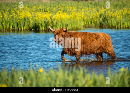 Highland scozzesi Bovini, Kyloe, Highland mucca, Heelan coo (Bos primigenius f. taurus), camminando attraverso acqua, Germania, Bassa Sassonia Foto Stock