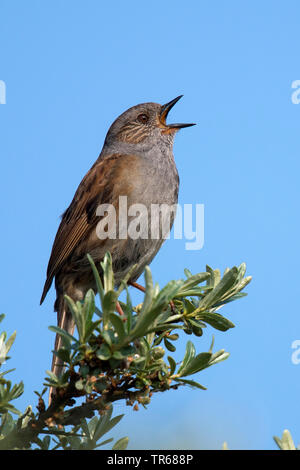 Dunnock (Prunella modularis), maschile seduto su un ramo di canto, Germania, Bassa Sassonia Foto Stock