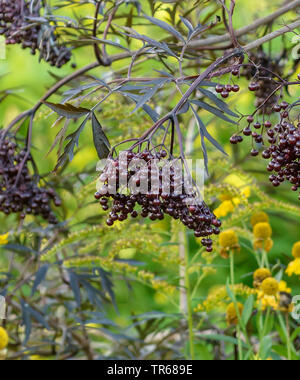 Nero europeo sambuco, Sambuco, Comune di sambuco (Sambucus nigra 'Black Lace", Sambucus nigra pizzo nero), il ramo con bacche di cultivar pizzo nero Foto Stock