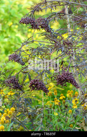 Nero europeo sambuco, Sambuco, Comune di sambuco (Sambucus nigra 'Black Lace", Sambucus nigra pizzo nero), il ramo con bacche di cultivar pizzo nero Foto Stock