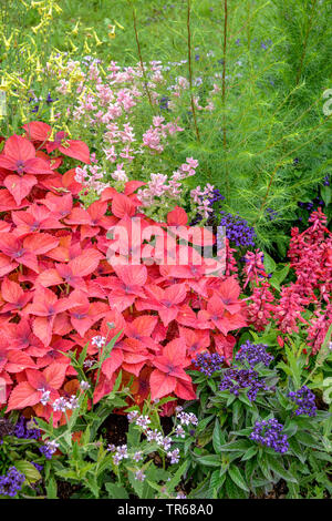 Coleus, dipinto di ortica (Coleus blumei, Solenostemon scutellarioides), in un aiuola di fiori Foto Stock