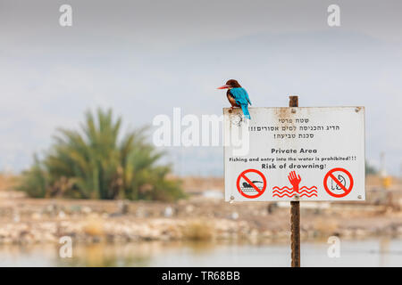 Bianco-throated kingfisher, bianco-breasted Kingfisher, Fiume Kingfisher (Halcyon smyrnensis), seduto su un segno non pesca, Israele Foto Stock