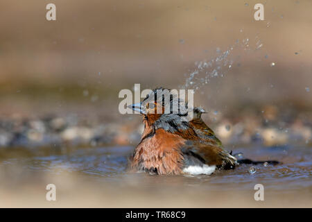 (Fringuello Fringilla coelebs), balneazione, Grecia LESBO Foto Stock