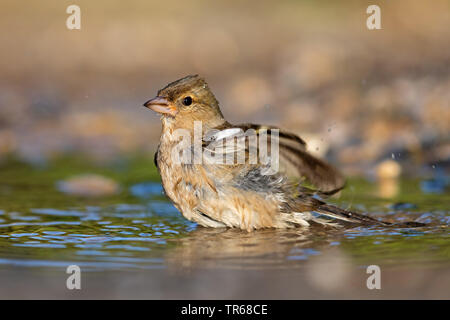 (Fringuello Fringilla coelebs), balneazione, Grecia LESBO Foto Stock