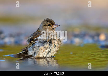 (Fringuello Fringilla coelebs), balneazione, Grecia LESBO Foto Stock