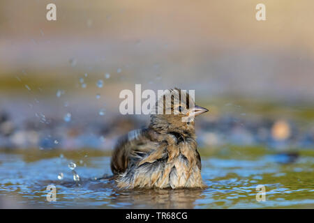 (Fringuello Fringilla coelebs), balneazione, Grecia LESBO Foto Stock