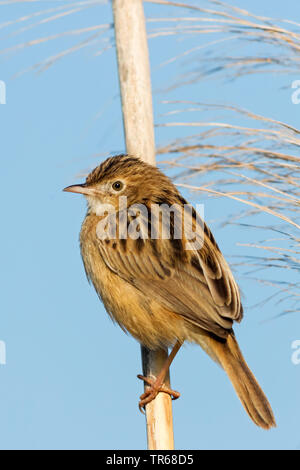 Zitting cisticola (Cisticola juncidis), il reed, Israele Foto Stock