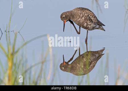 Spotted redshank (Tringa erythropus), in acqua, , Grecia LESBO Foto Stock