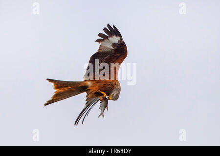 Nibbio reale (Milvus milvus), mangiare pesce pescato in volo, Germania, Meclemburgo-Pomerania Occidentale Foto Stock