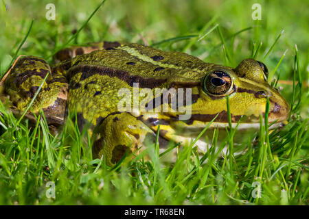 Unione rana verde, comune rana verde (Rana kl. esculenta, Rana esculenta, Pelophylax esculentus), in un prato, vista laterale, Germania, Meclemburgo-Pomerania Occidentale Foto Stock