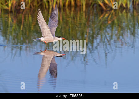 Tern comune (Sterna hirundo), in volo su acqua, vista laterale, Grecia, Lesbo Foto Stock