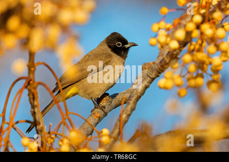 Giallo-sfiatato bulbul (Pycnonotus xanthopygos), si nutrono di bacche, Israele Foto Stock