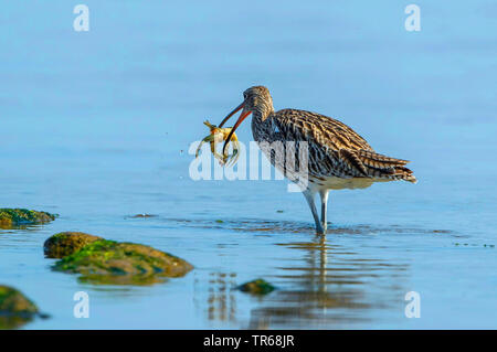 Western curlew (Numenius arquata), in piedi in acqua poco profonda con predati spiaggia comune granchio nella bolletta, Germania, Meclemburgo-Pomerania Occidentale Foto Stock