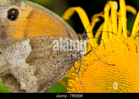 Prato marrone, grande occhio di bue (Maniola jurtina, Epinephele jurtina), aspirando il nettare in un composito di giallo, Germania, Meclemburgo-Pomerania Occidentale Foto Stock