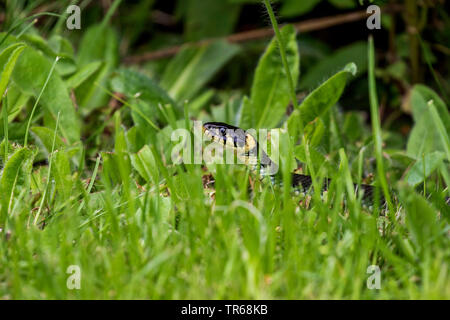 Biscia dal collare (Natrix natrix), rovistando in un prato, vista laterale, Germania, Meclemburgo-Pomerania Occidentale Foto Stock