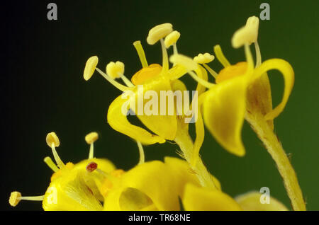 Corniolo legno (Cornus mas), fiori, in Germania, in Baviera Foto Stock