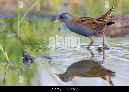 Poco (crake Porzana parva), camminando attraverso acque poco profonde, vista laterale, Grecia, Lesbo Foto Stock