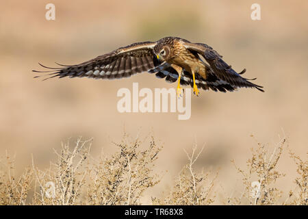 Albanella reale (Circus cyaneus), la caccia, Israele Foto Stock