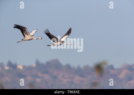 Comune, Gru Gru eurasiatica (grus grus), due gru in volo, Germania, Meclemburgo-Pomerania Occidentale Foto Stock