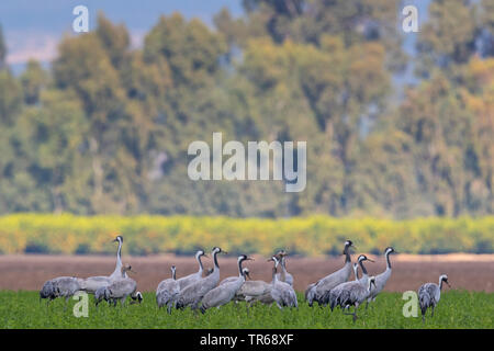 Comune, Gru Gru eurasiatica (grus grus), truppa su un campo, Germania, Meclemburgo-Pomerania Occidentale Foto Stock