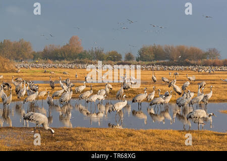 Comune, Gru Gru eurasiatica (grus grus), grande gregge nella zona di appoggio, Germania, Meclemburgo-Pomerania, Western Pomerania Area Laguna Parco Nazionale Foto Stock