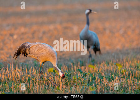 Comune, Gru Gru eurasiatica (grus grus), due gru su un campo di stoppie, Germania, Meclemburgo-Pomerania Occidentale Foto Stock