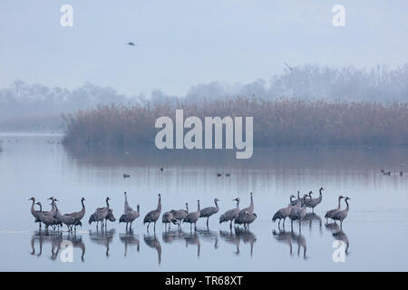 Comune, Gru Gru eurasiatica (grus grus), truppa permanente al misty meteo in acque poco profonde, Germania, Meclemburgo-Pomerania, Western Pomerania Area Laguna Parco Nazionale Foto Stock