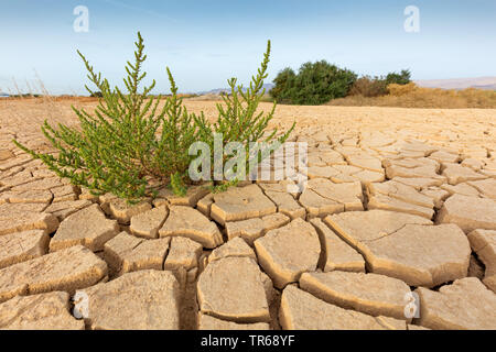 Suolo asciutto di un ex acre, Israele Foto Stock