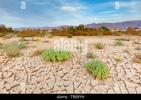 Suolo asciutto di un ex acre, Israele Foto Stock