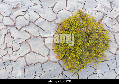 Suolo asciutto di un ex acre, Israele Foto Stock