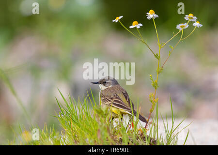 A testa nera Wagtail (Motacilla feldegg, Motacilla flava feldegg), sul terreno, Grecia, Lesbo Foto Stock