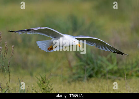 Giallo-zampe (gabbiano Larus michahellis, Larus cachinnans michahellis), in volo, Grecia, Lesbo Foto Stock