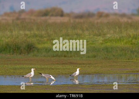 Giallo-zampe (gabbiano Larus michahellis, Larus cachinnans michahellis), di colore giallo-tre zampe gabbiani in una zona umida, Grecia, Lesbo Foto Stock