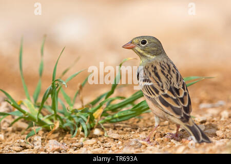 Ortolano (Emberiza hortulana), seduto a terra, Israele Foto Stock