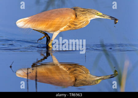 Sgarza ciuffetto (Ardeola ralloides), da the Waterside con la preda nel becco, STATI UNITI D'AMERICA, Florida Foto Stock