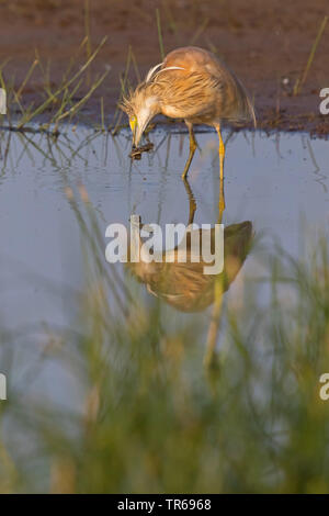 Sgarza ciuffetto (Ardeola ralloides), da the Waterside con la preda nel becco, STATI UNITI D'AMERICA, Florida Foto Stock