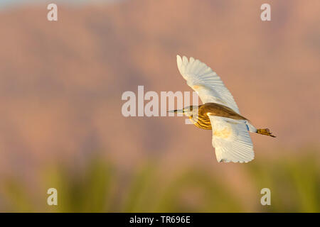 Sgarza ciuffetto (Ardeola ralloides), volare, STATI UNITI D'AMERICA, Florida Foto Stock