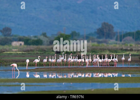 Fenicottero maggiore (Phoenicopterus roseus, Phoenicopterus ruber roseus), gruppo in acque poco profonde, Grecia, Lesbo Foto Stock