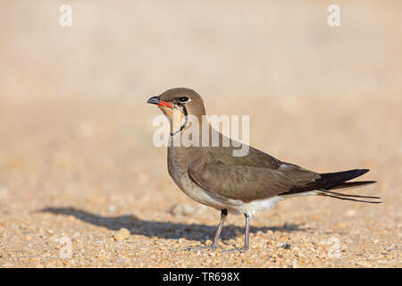 Pernice di mare (Glareola pratincola), sul terreno, Israele Foto Stock