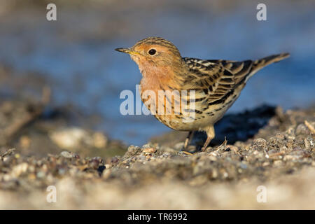 Rosso-throated pitpit (Anthus cervinus), sul terreno, Israele Foto Stock