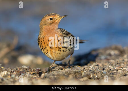 Rosso-throated pitpit (Anthus cervinus), sul terreno, Israele Foto Stock