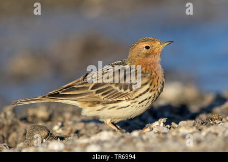 Rosso-throated pitpit (Anthus cervinus), sul terreno, Israele Foto Stock